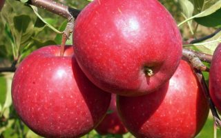 Jabloň Lucy M26, čtvrtkmen, 90 – 120 cm, zimní odrůda