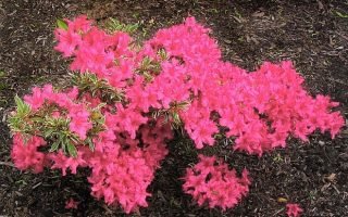 Azalea (J) 'Silwer sword' 20–30 cm