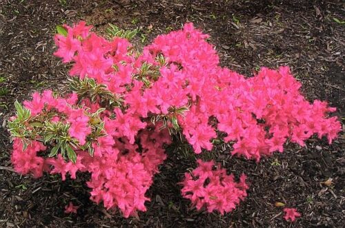 Azalea (J) 'Silwer sword' 20–30 cm - Obrázek 1