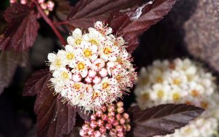 Physocarpus opulifolius ´Diabolo´® Tavola kalinolistá, kultivar, 30–40 cm, K2,5