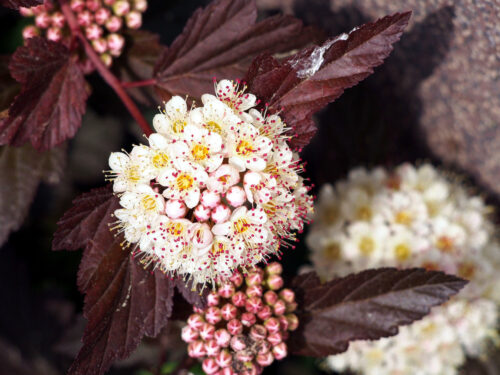 Physocarpus opulifolius ´Diabolo´® Tavola kalinolistá, kultivar, 30–40 cm, K2,5 - Obrázek 1