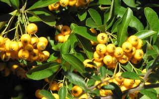 Pyracantha cocc. 'Soleil d´Or' 40 cm, žlutá