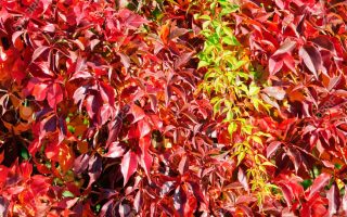 Parthenocissus quinq. 'Engelmannii' 40 cm, vyvazov