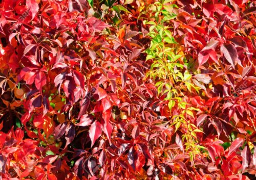Parthenocissus quinq. 'Engelmannii' 40 cm, vyvazov - Obrázek 1