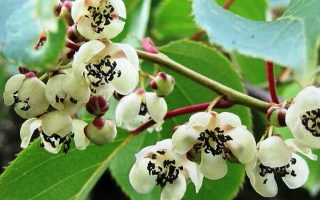 Actinidia arguta 'Weiki' – samosprašná