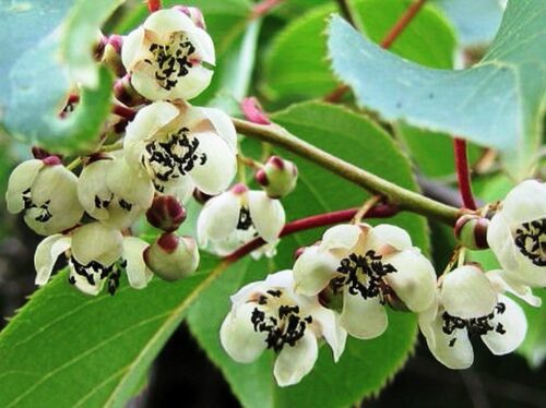 Actinidia arguta 'Weiki' – samosprašná - Obrázek 1