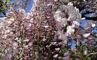 Wisteria floribunda 'Honbeni'