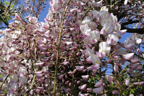 Wisteria floribunda 'Honbeni' - Obrázek 1