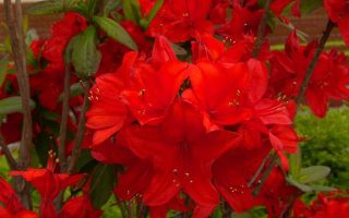 Azalea (J) 'Geisha Red' 20–25 cm