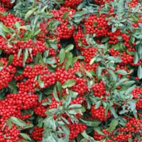 Pyracantha cocc. Red Column 40, RK 2, červená