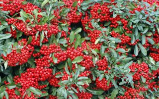 Pyracantha cocc. Red Column 40, RK 2, červená