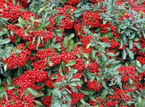 Pyracantha cocc. Red Column 40, RK 2, červená - Obrázek 1