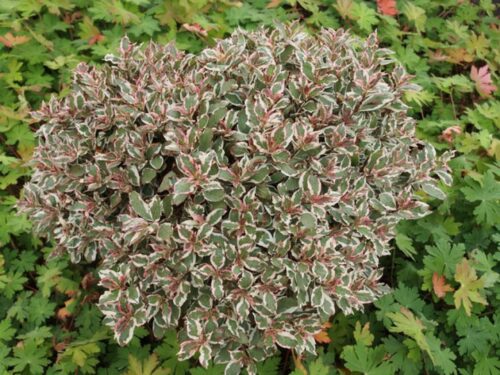 Weigela florida 'Verweig Monet'® 15–20 cm - Obrázek 1