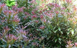 Pieris jap. 'Little Heath' 20–30 cm