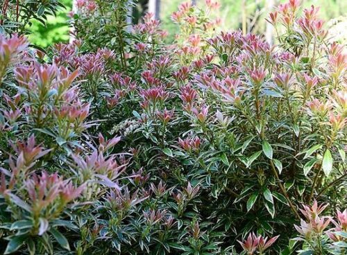 Pieris jap. 'Little Heath' 20–30 cm - Obrázek 1
