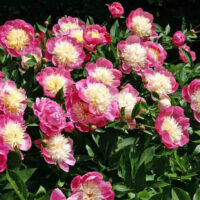 Paeonia lact. Bowl of Beauty BS