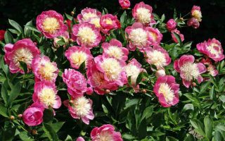 Paeonia lact. Bowl of Beauty BS