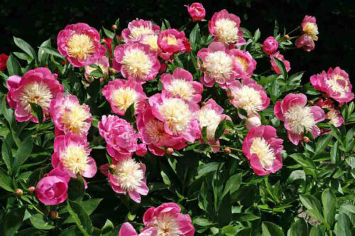 Paeonia lact. Bowl of Beauty BS - Obrázek 1