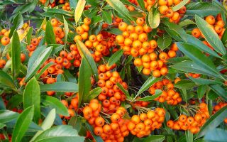 Pyracantha 'Orange Glow' 40 cm, oranžová