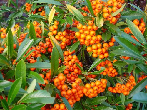 Pyracantha 'Orange Glow' 40 cm, oranžová - Obrázek 1