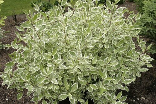 Cornus alba Gouchaultii 30–40, K2,5 - Obrázek 1