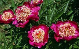 Paeonia lact. Nippon Beauty BS