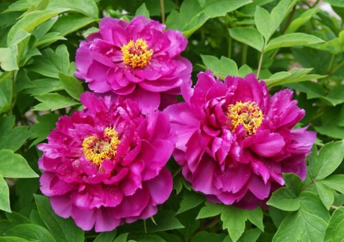 Paeonia sufr. 'Wu yin yao hui BS' - Obrázek 1
