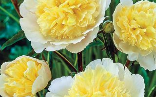 Paeonia lact. 'Primevére' BS