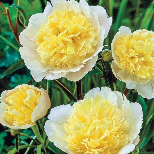 Paeonia lact. 'Primevére' BS - Image 1