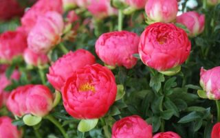 Paeonia lact. Coral Sunset BS