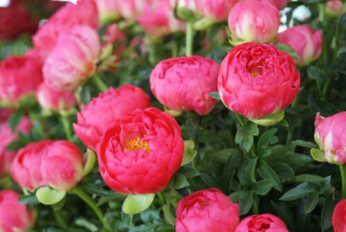 Paeonia lact. Coral Sunset BS - Obrázek 1