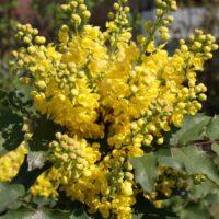 Mahonia aq. 'Apollo' 20–30 cm