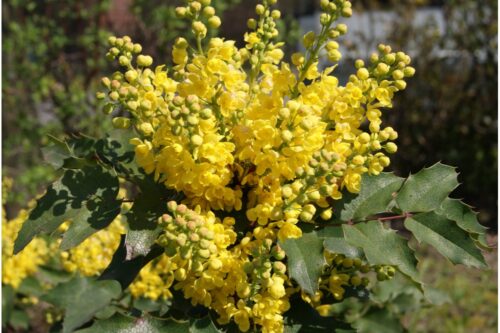 Mahonia aq. 'Apollo' 20–30 cm - Obrázek 1