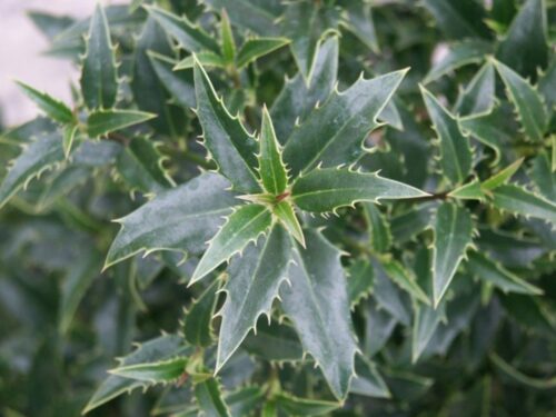 Ilex aquif. Myrtifolia 20–30 - Obrázek 1