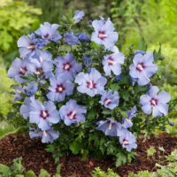 Hibiscus syr. Russian Violet 30–40, K2,5