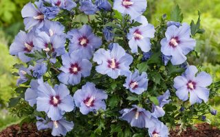 Hibiscus syr. Russian Violet 30–40, K2,5