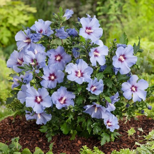 Hibiscus syr. Russian Violet 30–40, K2,5 - Image 1