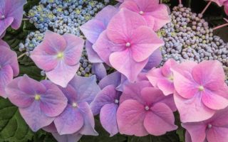 Hydrangea macr. 'Blaeuling' 35–40 cm