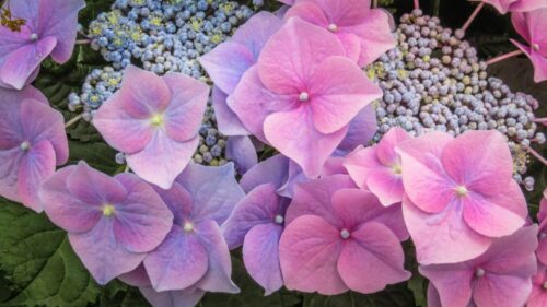 Hydrangea macr. 'Blaeuling' 35–40 cm - Obrázek 1