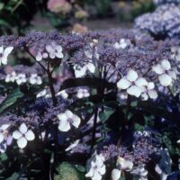 Hydrangea serrata 'Bluebird'