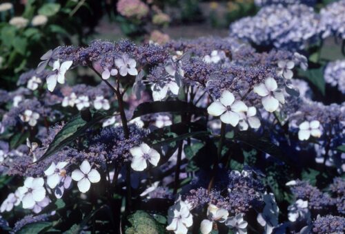 Hydrangea serrata 'Bluebird' - Image 1