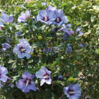 Hibiscus syr. Marina 30–40, K2,5