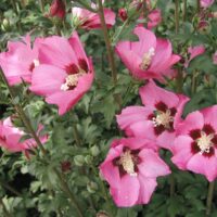 Hibiscus syr. 'Pink Giant' 30–40 cm