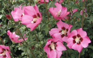 Hibiscus syr. 'Pink Giant' 30–40 cm