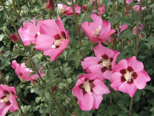 Hibiscus syr. 'Pink Giant' 30–40 cm - Obrázek 1