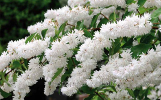 Deutzia gracilis 'Variegata' 20–30 cm