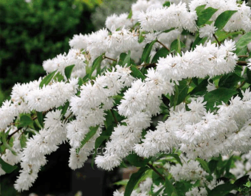 Deutzia gracilis 'Variegata' 20–30 cm - Obrázek 1