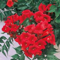 Campsis tagliabuana 'Madame Galen' 70 cm