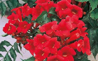 Campsis tagliabuana 'Madame Galen' 70 cm