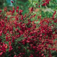 Cytisus 'Boskoop Ruby'